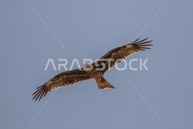 طائر الحدأة السوداء يحلق