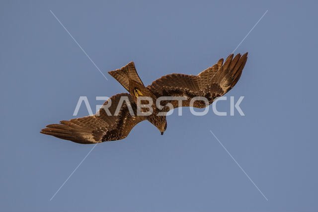 Black Kite Soaring