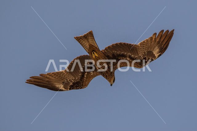 Black Kite Soaring