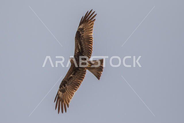 طائر الحدأة السوداء يحلق