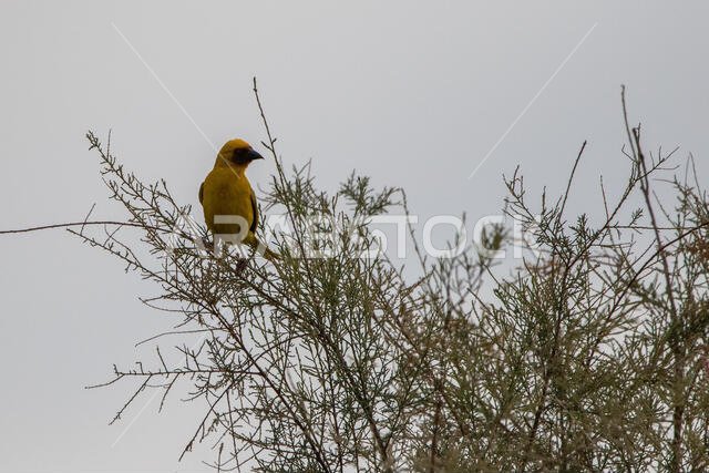 طائر روبيل النساج