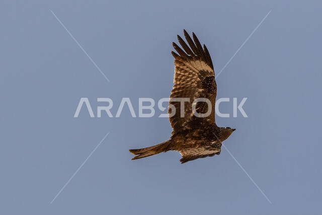 طائر الحدأة السوداء يحلق