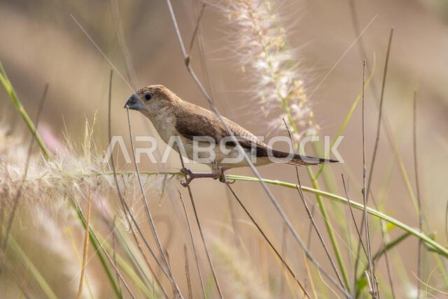 Indian Silverbill