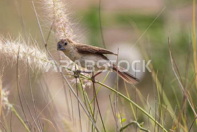 Indian Silverbill