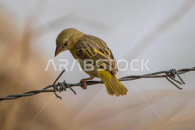 Ruppell's weaver bird