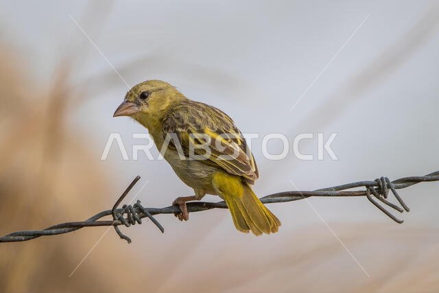 طائر روبيل النساج