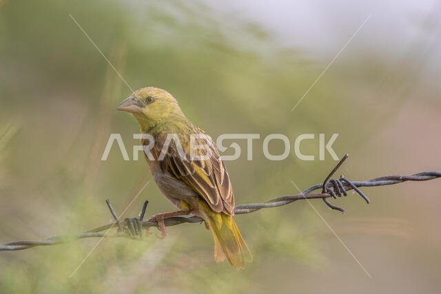 طائر روبيل النساج