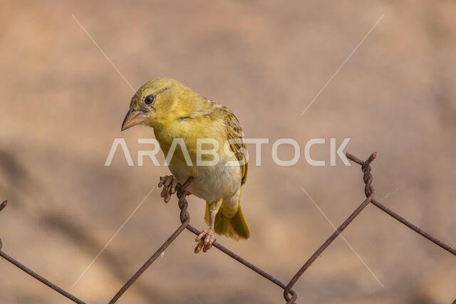 طائر روبيل النساج