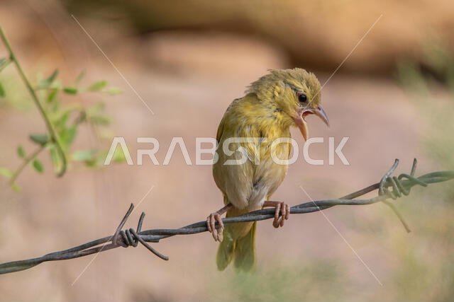 طائر روبيل النساج