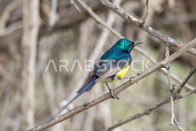 Male Nile Valley Sunbird
