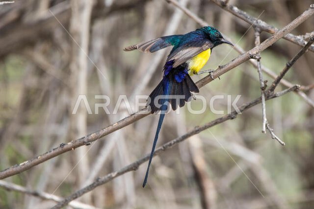 Male Nile Valley Sunbird