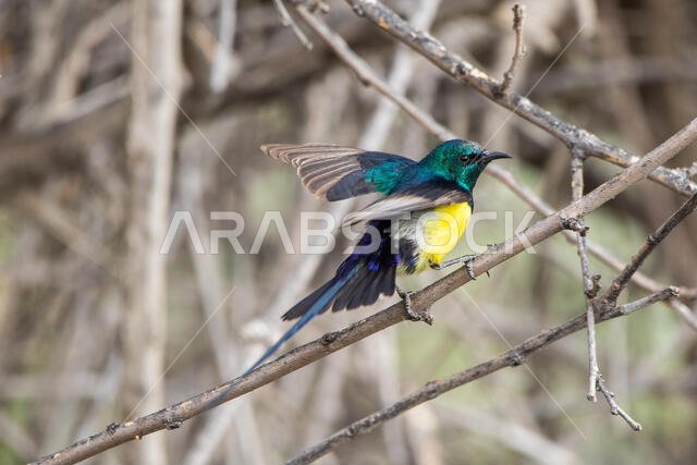 Male Nile Valley Sunbird