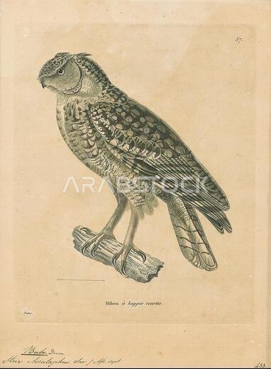 Bubo ascalaphus, Print, The Pharaoh eagle-owl (Bubo ascalaphus) is a species of owl in the family Strigidae. It is found in Algeria, Chad, Egypt, Eritrea, Iraq, Israel, Jordan, Kuwait, Libya, Mali, Mauritania, Morocco, Niger, Oman, Palestine, Qatar, Saudi Arabia, Senegal, Sudan, Tunisia and the United Arab Emirates., 1700-1880