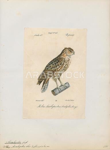 Bubo ascalaphus, Print, The Pharaoh eagle-owl (Bubo ascalaphus) is a species of owl in the family Strigidae. It is found in Algeria, Chad, Egypt, Eritrea, Iraq, Israel, Jordan, Kuwait, Libya, Mali, Mauritania, Morocco, Niger, Oman, Palestine, Qatar, Saudi Arabia, Senegal, Sudan, Tunisia and the United Arab Emirates., 1842-1848