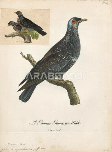 Columba arquatrix, Print, The African olive pigeon or Rameron pigeon (Columba arquatrix) is a pigeon which is a resident breeding bird in much of eastern and southern Africa from Ethiopia to the Cape. Populations also are found in western Angola, southwestern Saudi Arabia and northern Yemen. It is locally common, although sizeable gaps in its distribution occur due to its habitat requirements., 1796-1808
