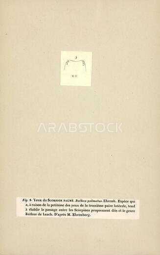 بوثوس (Buthus) جنس من العقارب ينتمي إلى عائلة العقارب (Buthidae) ويُنسب إليه. ينتشر على نطاق واسع في شمال إفريقيا، بما في ذلك المغرب وموريتانيا والجزائر وتونس وليبيا ومصر والسنغال وغينيا بيساو ونيجيريا والسودان والصومال وإثيوبيا وجيبوتي، وكذلك في الشرق الأوسط، بما في ذلك إسرائيل وفلسطين والأردن ولبنان والعراق واليمن، وربما المملكة العربية السعودية وجنوب تركيا. ويشمل نطاق انتشاره في أوروبا شبه الجزيرة الأيبيرية وجنوب فرنسا وقبرص.