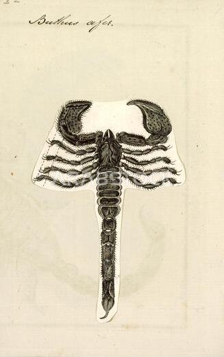 بوثوس (Buthus) جنس من العقارب ينتمي إلى عائلة العقارب (Buthidae) ويُنسب إليه. ينتشر على نطاق واسع في شمال إفريقيا، بما في ذلك المغرب وموريتانيا والجزائر وتونس وليبيا ومصر والسنغال وغينيا بيساو ونيجيريا والسودان والصومال وإثيوبيا وجيبوتي، وكذلك في الشرق الأوسط، بما في ذلك إسرائيل وفلسطين والأردن ولبنان والعراق واليمن، وربما المملكة العربية السعودية وجنوب تركيا. ويشمل نطاق انتشاره في أوروبا شبه الجزيرة الأيبيرية وجنوب فرنسا وقبرص.