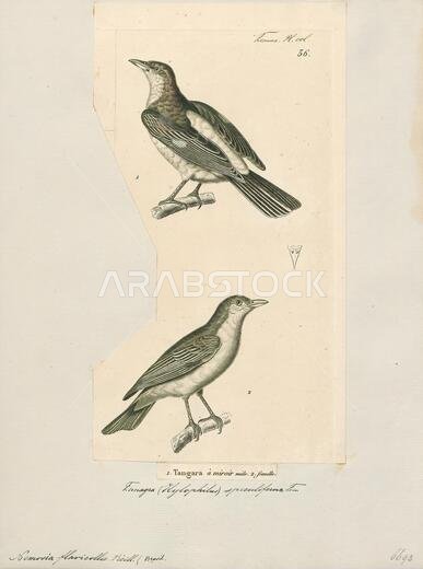 Estrilda rufibarba, Print, The Arabian waxbill (Estrilda rufibarba) is a highly sociable species of estrildid finch native to Yemen and south-western Saudi Arabia. It has an estimated global extent of occurrence of 20, 000 – 50, 000 sq km, 1700-1880