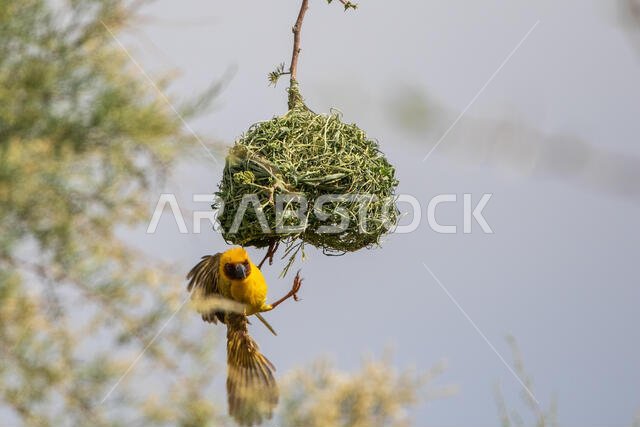 طائر روبيل النساج