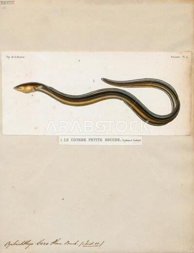 Ophichthys boro, Print, The rice-paddy eel (Pisodonophis boro; also known commonly as the Bengal's snake-eel, the estuary snake eel, or the snake eel) is an eel in the family Ophichthidae (worm-snake eels). It was described by Francis Buchanan-Hamilton in 1822, originally in the genus Ophisurus. It is a tropical, marine eel which is known from the Indo-West Pacific, including Somalia, Tanzania, South Africa, southern India, Sri Lanka, Indonesia, Polynesia, Australia, Bangladesh, Cambodia, Kenya,