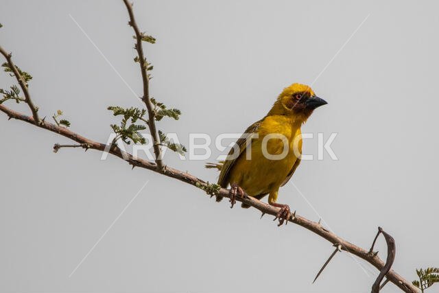 Ruppell's weaver bird