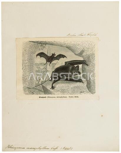 Rhinopoma microphyllum, Print, The greater mouse-tailed bat (Rhinopoma microphyllum) is a species of bat in the Rhinopomatidae family. It is found in Algeria, Bangladesh, Burkina Faso, the Central African Republic, Chad, Djibouti, Egypt, Eritrea, Ethiopia, India, Indonesia, Iran, Israel, Iraq, Jordan, Libya, Mali, Mauritania, Morocco, Myanmar, Niger, Nigeria, Oman, Pakistan, Saudi Arabia, Senegal, Sudan, Thailand, Tunisia, the Western Sahara and Yemen. Its natural habitat is subtropical or tropi