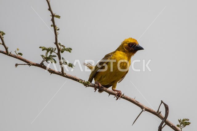 Ruppell's weaver bird