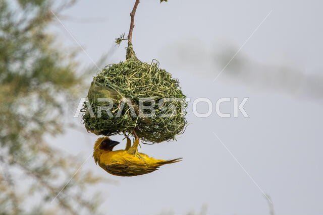 طائر روبيل النساج