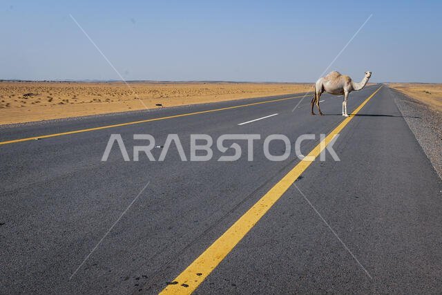 الجمل يعبر الطريق السريع