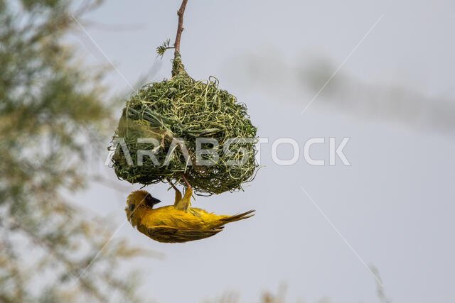 Ruppell's weaver bird