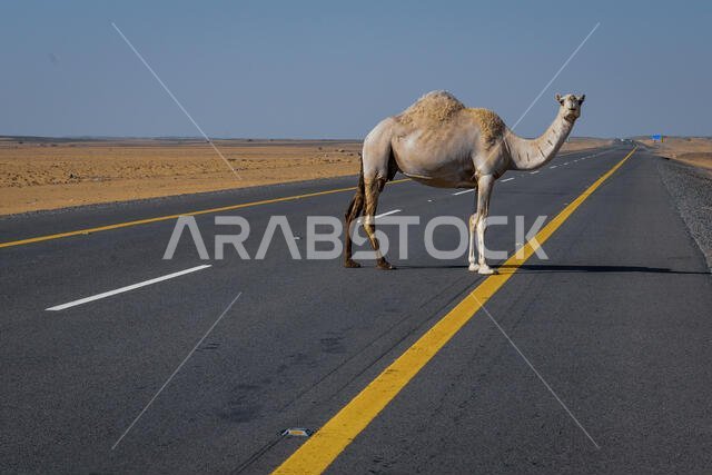 الجمل يعبر الطريق السريع