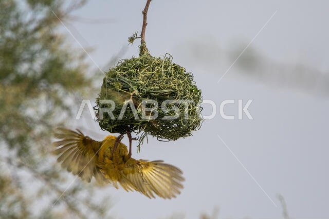 Ruppell's weaver bird