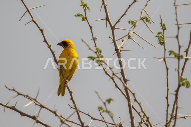 طائر روبيل النساج