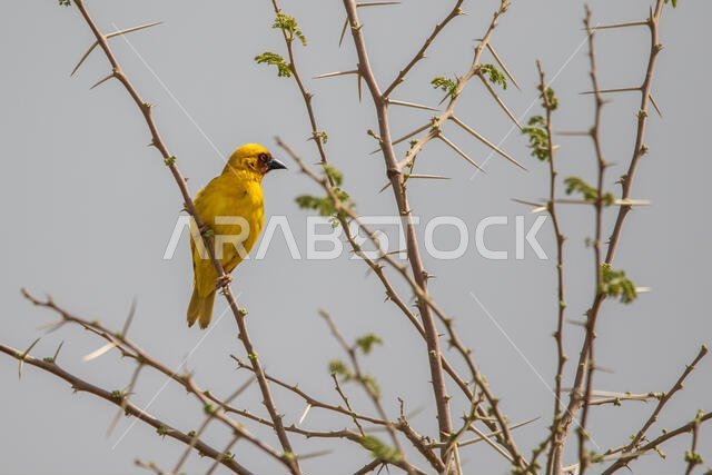 طائر روبيل النساج