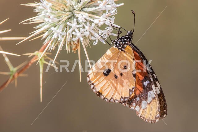 Monarch Butterfly In Saudi Arabia