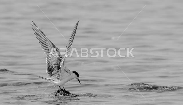 Tern Landing Black and White. Can be used as frame,Photo or wallart