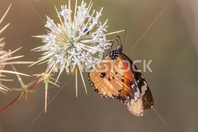 Monarch Butterfly In Saudi Arabia