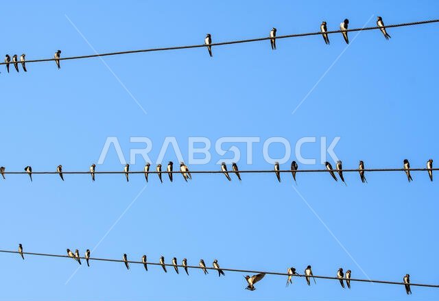 طيور السنونو على السلك