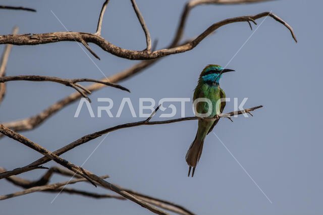 Little green bee-eater