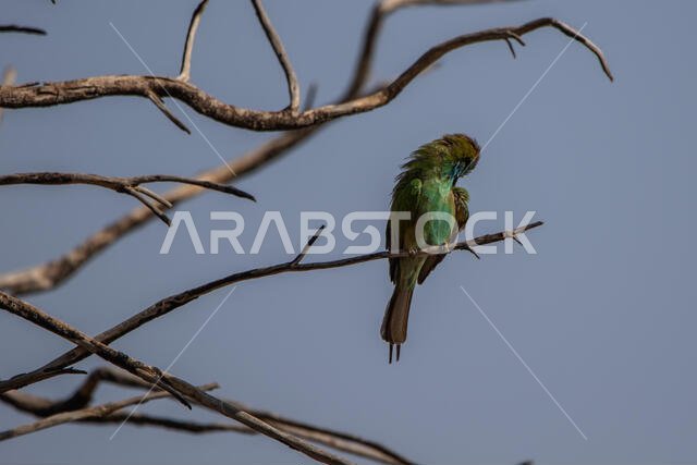 Little green bee-eater