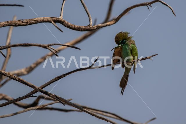 Little green bee-eater