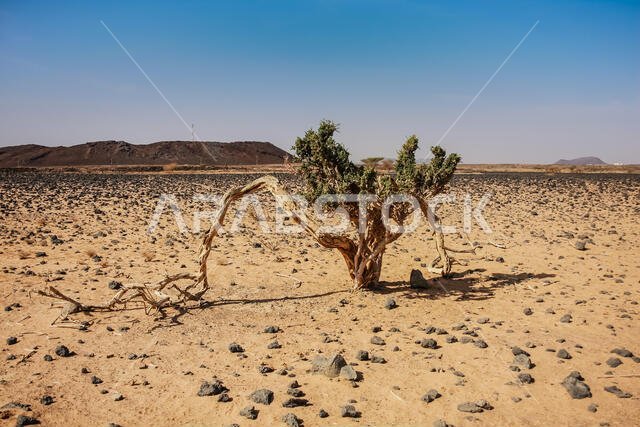 شجرة جيغا وحيدة (Maerua crassifolia) ذات فروع غريبة