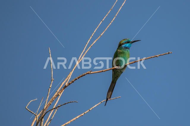 Little green bee-eater
