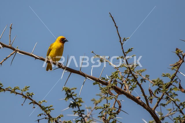 طائر روبيل النساج