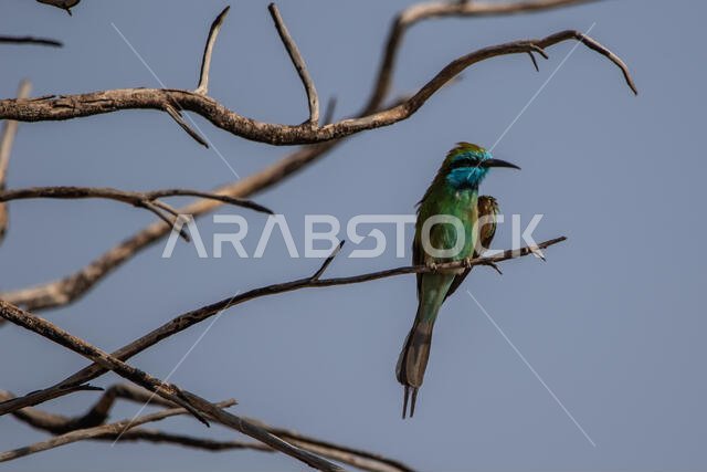 Little green bee-eater