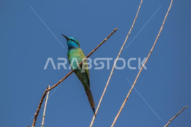 Little green bee-eater