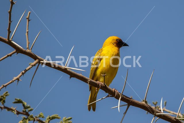 طائر روبيل النساج