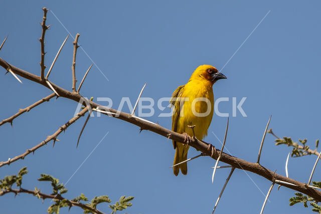 طائر روبيل النساج