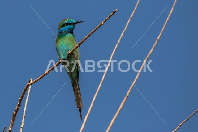 Little green bee-eater