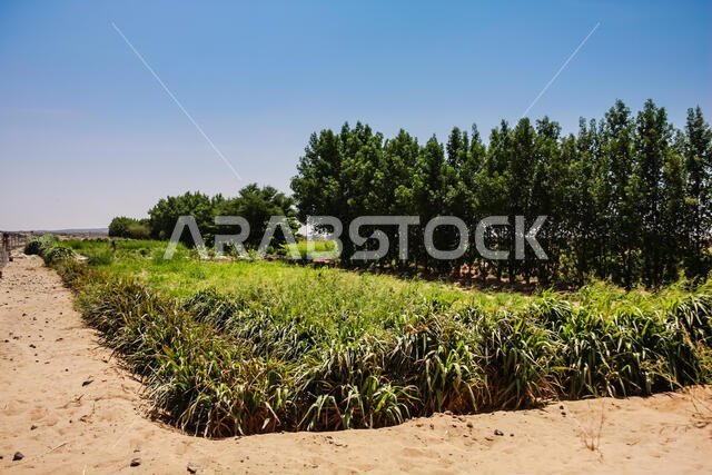واحة صغيرة في حرة كشب بالقرب من أم الدوم، منطقة مكة المكرمة